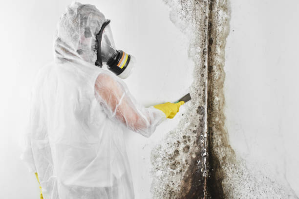 Attic Mold Removal in Norco, LA