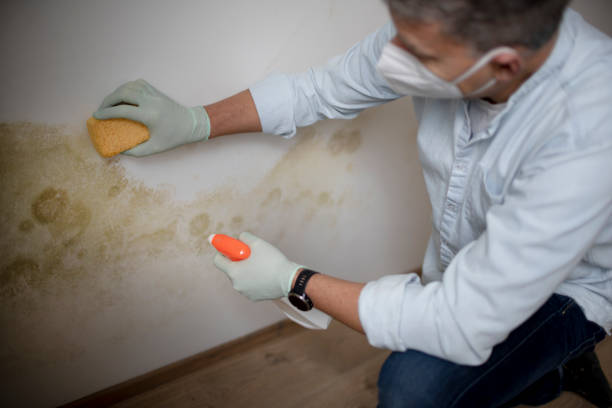 Trusted Norco, LA Mold Removal Experts