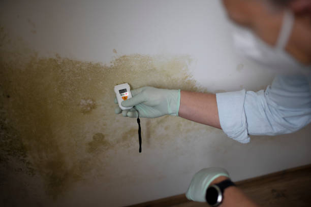 Mold Removal Process in Norco, LA