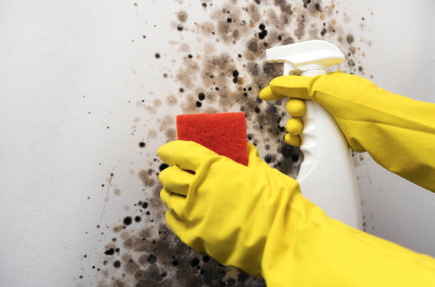 Best Best Mold Removal Companies  in Norco, LA